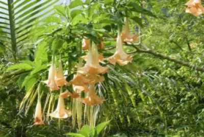 Datura