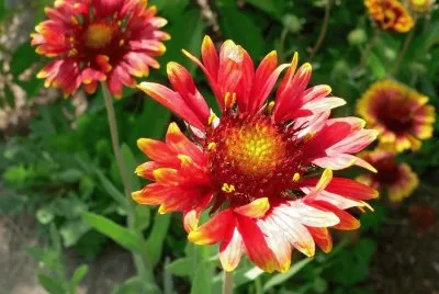 Gaillarde