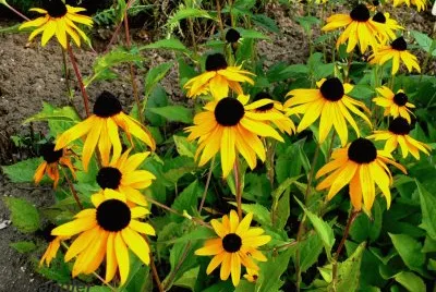 Gaillarde