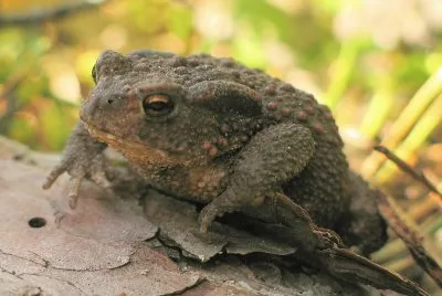 Bufo jigsaw puzzle