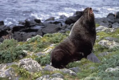 Callorino dell 'alaska