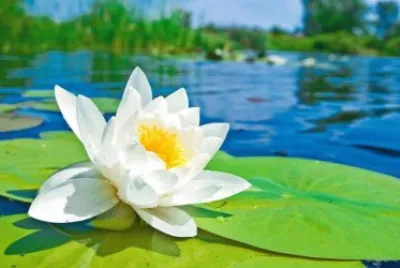 Lotus jigsaw puzzle