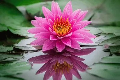 Lotus