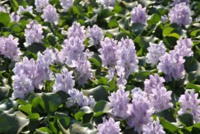 Jacinthe d 'eau