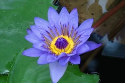 Nenuphar
