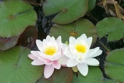 Nenuphar