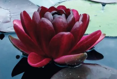 Nenuphar