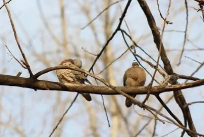 palomas torcazas