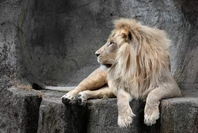 lion