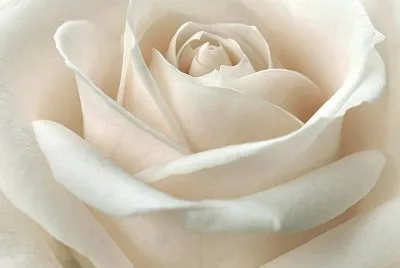 white rose