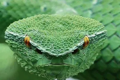 big green one