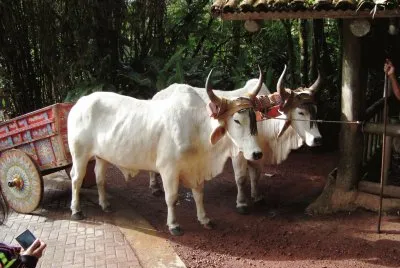Carreta tradicional de bueyes, Costa Rica.