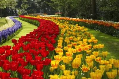 Beautiful Flower Field-Amsterdam jigsaw puzzle