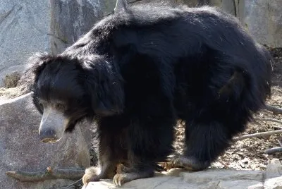 Orso labiato
