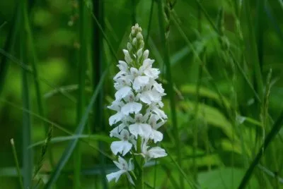 orchis