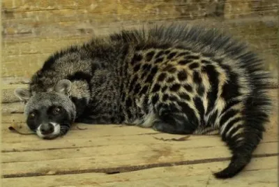 African civet jigsaw puzzle