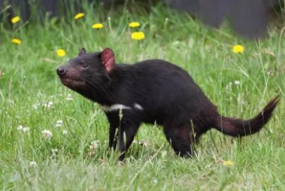 Taismanian devil jigsaw puzzle