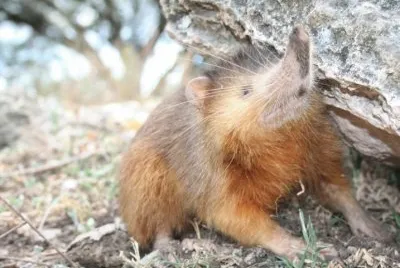 Hispaniolan solenodon jigsaw puzzle
