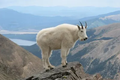 Mountain goat jigsaw puzzle