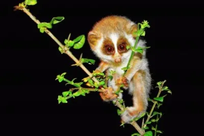 Slender loris