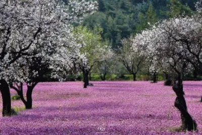 Pink valley