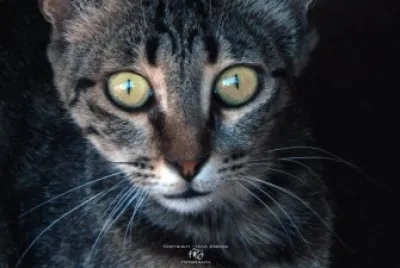 cat 's eyes