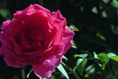 Red rose