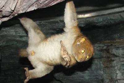 Potto jigsaw puzzle