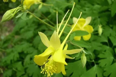 Ancolie