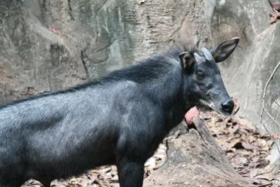 Capricorno di sumatra