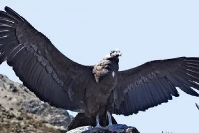 Condor