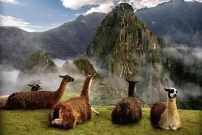 LLAMAS jigsaw puzzle