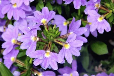 Scaevola