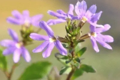 Scaevola