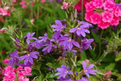 Scaevola