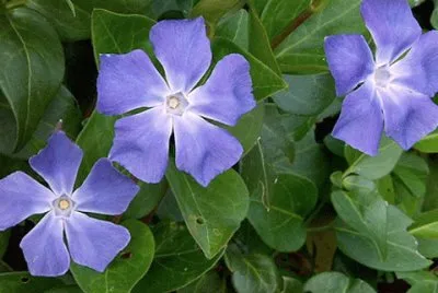 Pervenches