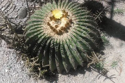 cactus jigsaw puzzle