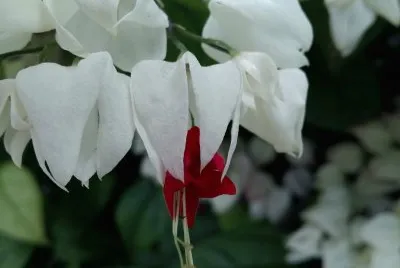clerodendrum thomsoniae