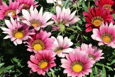 Gazania