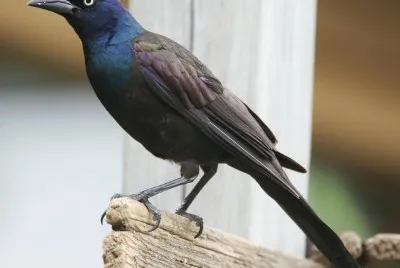 Merla cuada comune
