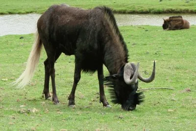 Gnu dalla coda bianca jigsaw puzzle