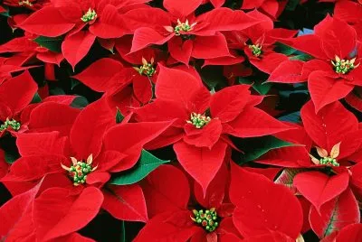 poinsettia
