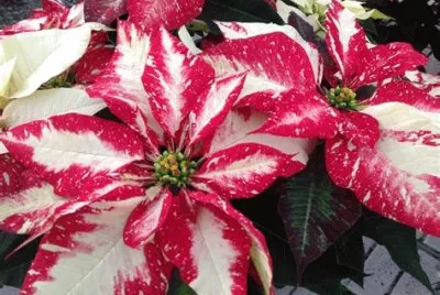 poinsettia