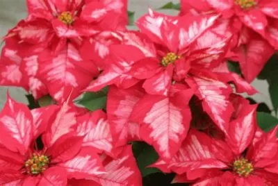 poinsettia