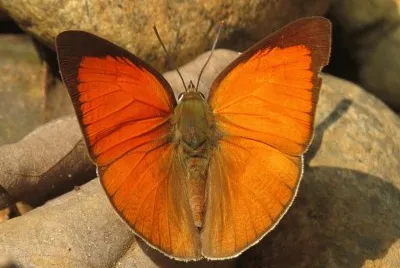 Curetis thetis
