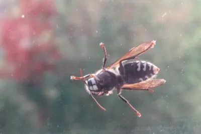 Bug on my bedroom window!