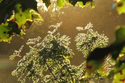 Field plants silhouetted by morning sun