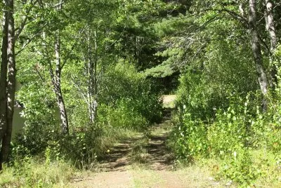 Biking through the woods on a beautiful day