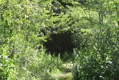 Entrance to the enchanted forest ???