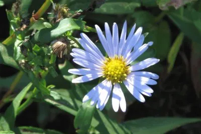 Purple flower in fall sun